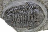Detailed Gerastos Trilobite Fossil - Morocco #222245-2